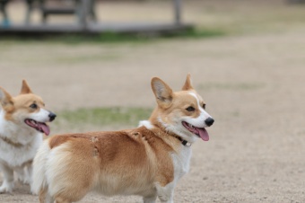 おヒゲちゃん達ワイワイ♪ おヒゲちゃん達ワイワイ♪