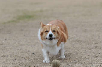おヒゲちゃん達ワイワイ♪ おヒゲちゃん達ワイワイ♪