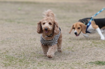 おヒゲちゃん達ワイワイ♪ おヒゲちゃん達ワイワイ♪