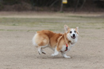 おヒゲちゃん達ワイワイ♪ おヒゲちゃん達ワイワイ♪
