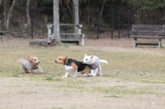 おヒゲちゃん達ワイワイ♪ おヒゲちゃん達ワイワイ♪