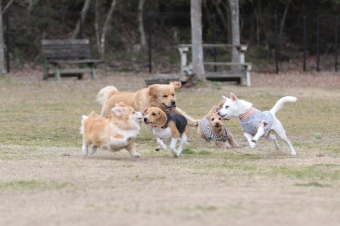 おヒゲちゃん達ワイワイ♪ おヒゲちゃん達ワイワイ♪