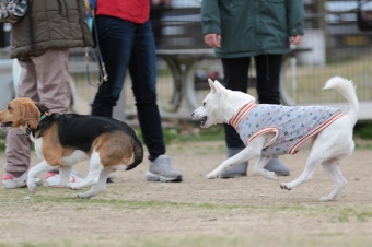 おヒゲちゃん達ワイワイ♪ おヒゲちゃん達ワイワイ♪