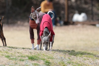 おヒゲちゃん達ワイワイ♪ おヒゲちゃん達ワイワイ♪