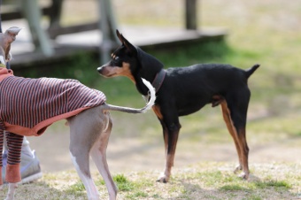 おヒゲちゃん達ワイワイ♪ おヒゲちゃん達ワイワイ♪