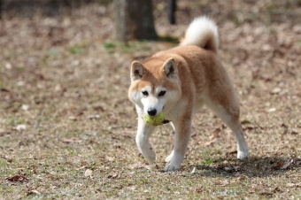 おヒゲちゃん達ワイワイ♪ おヒゲちゃん達ワイワイ♪