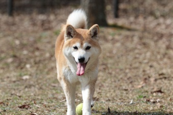 おヒゲちゃん達ワイワイ♪ おヒゲちゃん達ワイワイ♪