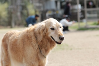 おヒゲちゃん達ワイワイ♪ おヒゲちゃん達ワイワイ♪