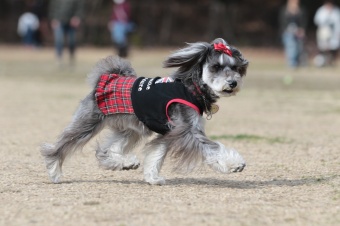 おヒゲちゃん達ワイワイ♪ おヒゲちゃん達ワイワイ♪