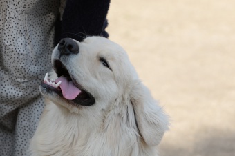 おヒゲちゃん達ワイワイ♪ おヒゲちゃん達ワイワイ♪