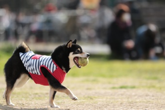 おヒゲちゃん達ワイワイ♪ おヒゲちゃん達ワイワイ♪