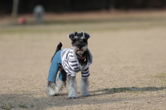 おヒゲちゃん達ワイワイ♪ おヒゲちゃん達ワイワイ♪