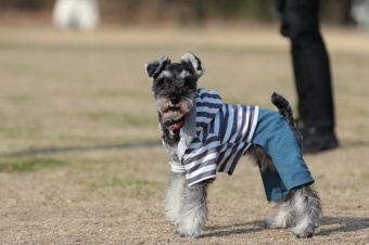 おヒゲちゃん達ワイワイ♪ おヒゲちゃん達ワイワイ♪
