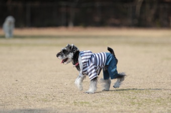 おヒゲちゃん達ワイワイ♪ おヒゲちゃん達ワイワイ♪