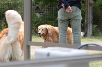 飼い主さんには見えないニンマリ♪ 飼い主さんには見えないニンマリ♪