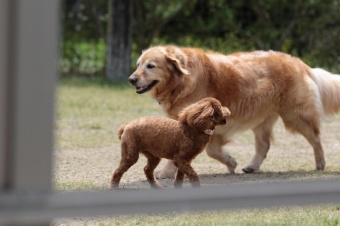 飼い主さんには見えないニンマリ♪ 飼い主さんには見えないニンマリ♪