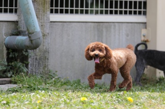 飼い主さんには見えないニンマリ♪ 飼い主さんには見えないニンマリ♪