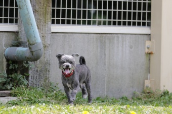 飼い主さんには見えないニンマリ♪ 飼い主さんには見えないニンマリ♪