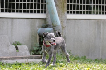 飼い主さんには見えないニンマリ♪ 飼い主さんには見えないニンマリ♪