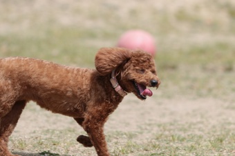 飼い主さんには見えないニンマリ♪ 飼い主さんには見えないニンマリ♪