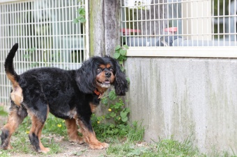 飼い主さんには見えないニンマリ♪ 飼い主さんには見えないニンマリ♪