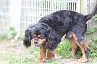 飼い主さんには見えないニンマリ♪ 飼い主さんには見えないニンマリ♪