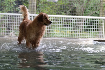 飼い主さんには見えないニンマリ♪ 飼い主さんには見えないニンマリ♪