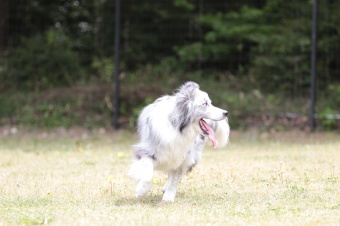 飼い主さんには見えないニンマリ♪ 飼い主さんには見えないニンマリ♪