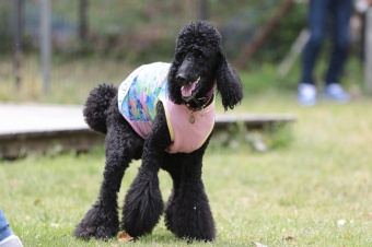 飼い主さんには見えないニンマリ♪ 飼い主さんには見えないニンマリ♪