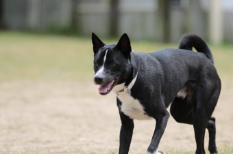 飼い主さんには見えないニンマリ♪ 飼い主さんには見えないニンマリ♪