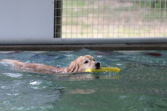 飼い主さんには見えないニンマリ♪ 飼い主さんには見えないニンマリ♪