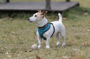 飼い主さんには見えないニンマリ♪ 飼い主さんには見えないニンマリ♪