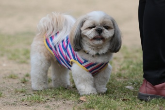 飼い主さんには見えないニンマリ♪ 飼い主さんには見えないニンマリ♪