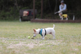 飼い主さんには見えないニンマリ♪ 飼い主さんには見えないニンマリ♪