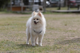 飼い主さんには見えないニンマリ♪ 飼い主さんには見えないニンマリ♪