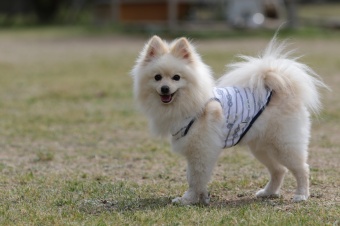 飼い主さんには見えないニンマリ♪ 飼い主さんには見えないニンマリ♪