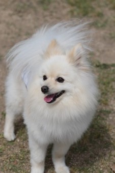 飼い主さんには見えないニンマリ♪ 飼い主さんには見えないニンマリ♪