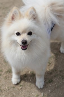 飼い主さんには見えないニンマリ♪ 飼い主さんには見えないニンマリ♪