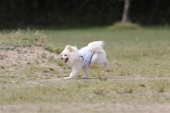 飼い主さんには見えないニンマリ♪ 飼い主さんには見えないニンマリ♪