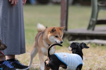 飼い主さんには見えないニンマリ♪ 飼い主さんには見えないニンマリ♪