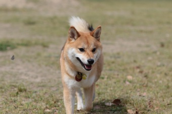 飼い主さんには見えないニンマリ♪ 飼い主さんには見えないニンマリ♪