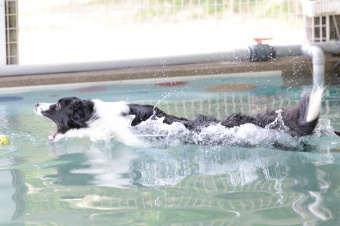飼い主さんには見えないニンマリ♪ 飼い主さんには見えないニンマリ♪