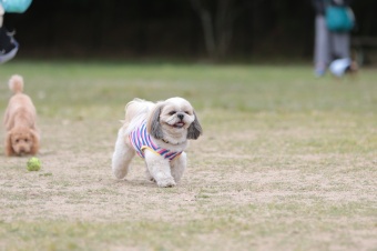 飼い主さんには見えないニンマリ♪ 飼い主さんには見えないニンマリ♪
