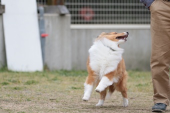 飼い主さんには見えないニンマリ♪ 飼い主さんには見えないニンマリ♪
