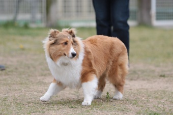 飼い主さんには見えないニンマリ♪ 飼い主さんには見えないニンマリ♪
