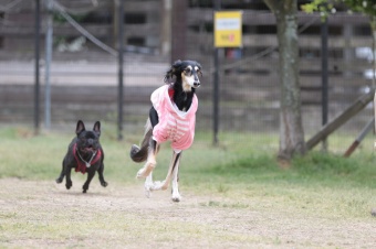 飼い主さんには見えないニンマリ♪ 飼い主さんには見えないニンマリ♪