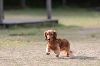 飼い主さんには見えないニンマリ♪ 飼い主さんには見えないニンマリ♪