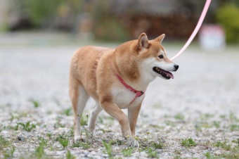 連休も後半! 連休も後半!