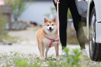 連休も後半! 連休も後半!
