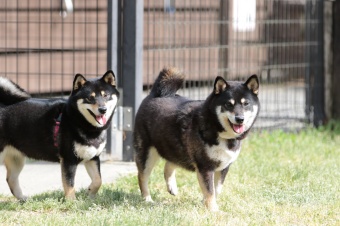 連休も後半! 連休も後半!